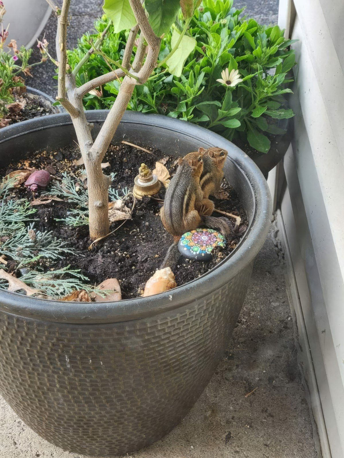 Gewoon een verzameling hilarische foto's #1773