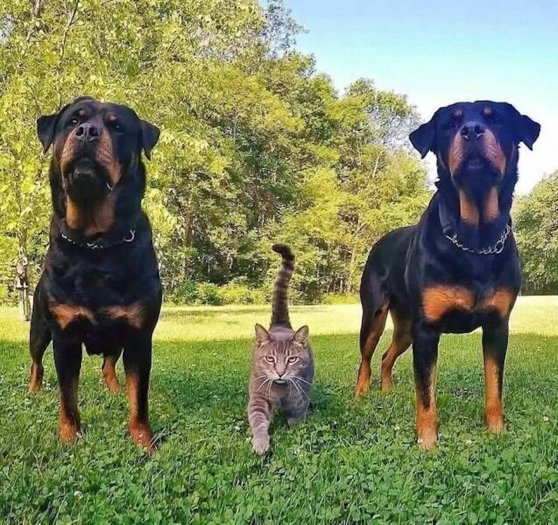 Gewoon een verzameling hilarische foto's #1784