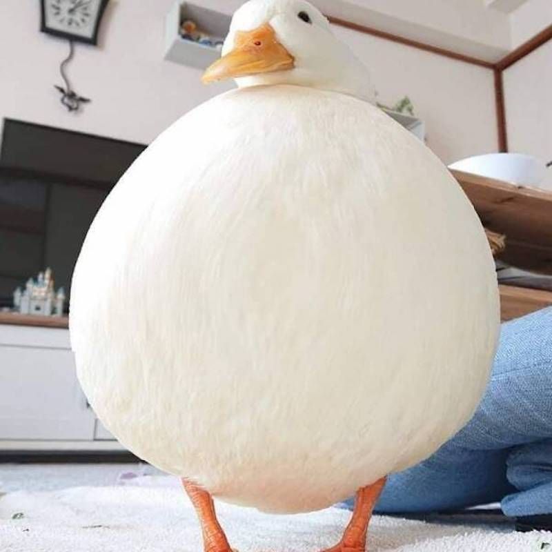 Gewoon een verzameling hilarische foto's #1786