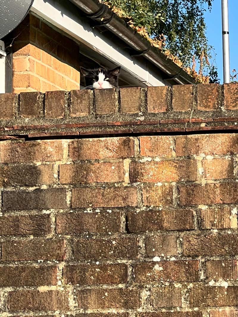 Gewoon een verzameling hilarische foto's #1786