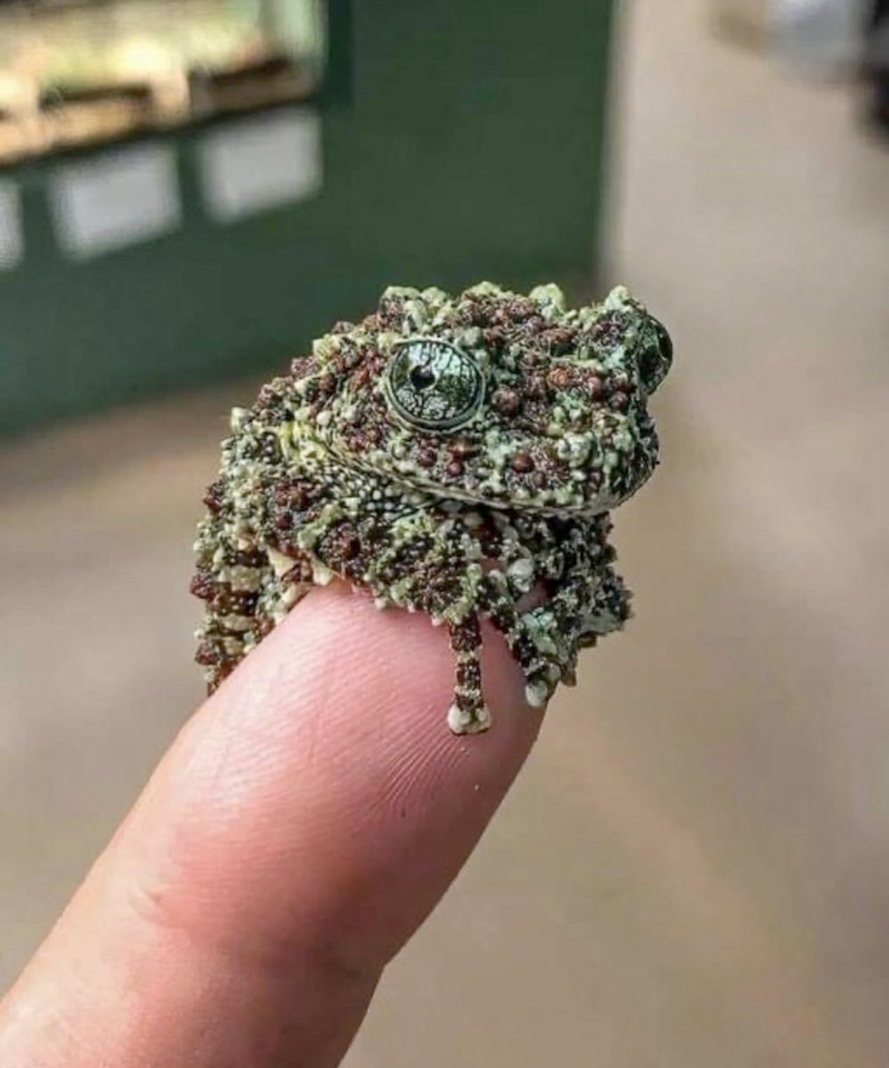 Gewoon een verzameling hilarische foto's #1786