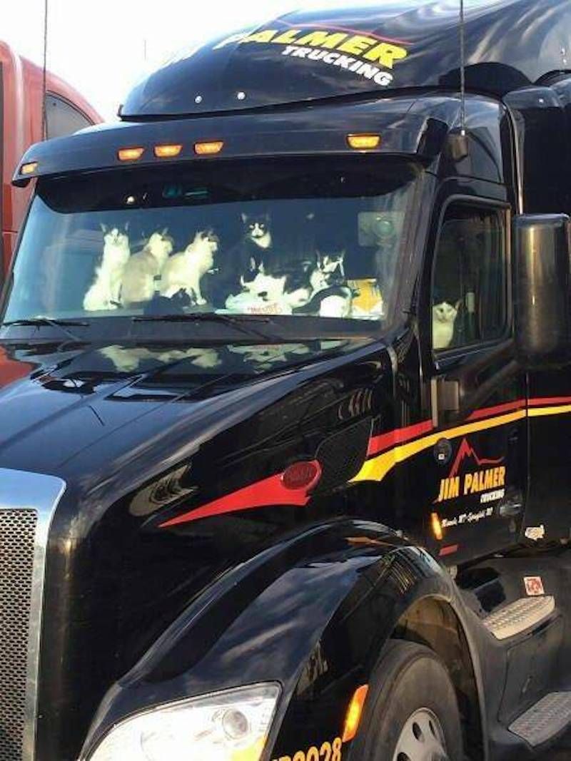 Gewoon een verzameling hilarische foto's #1786