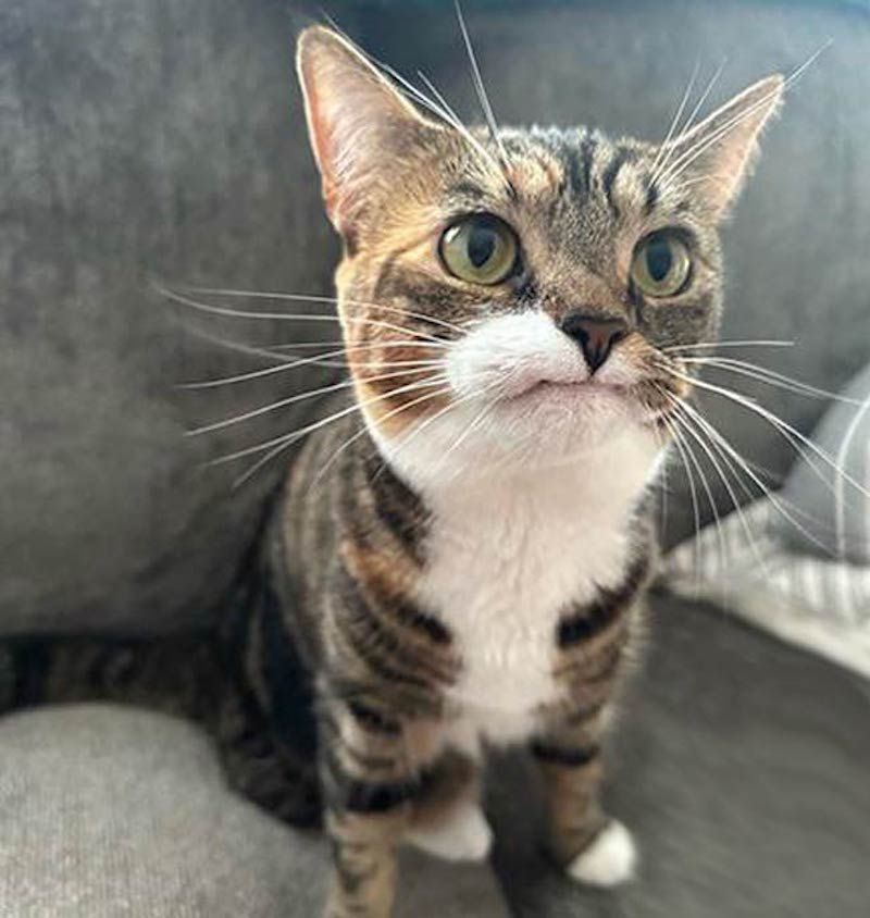 Gewoon een verzameling hilarische foto's #1786