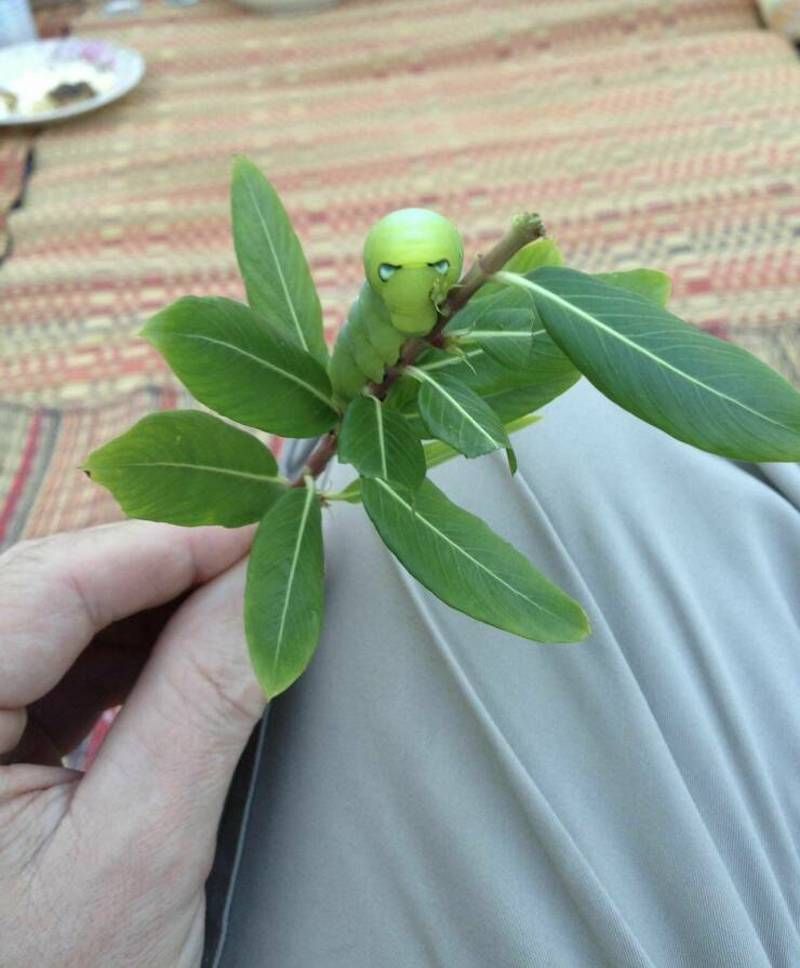 Gewoon een verzameling hilarische foto's #1786