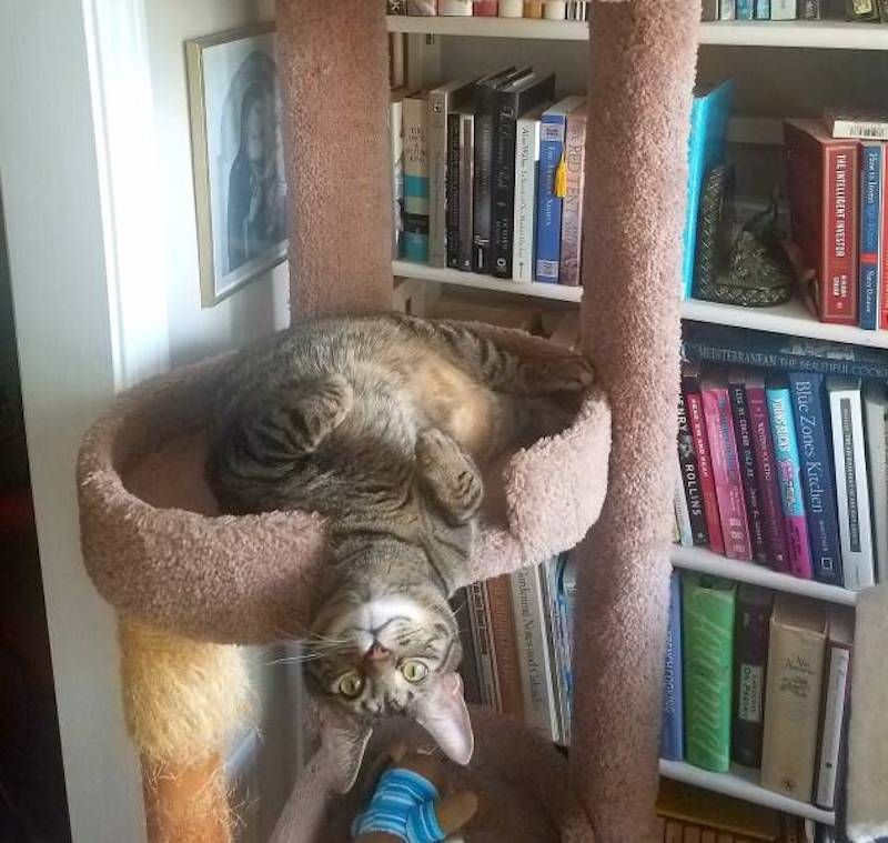 Gewoon een verzameling hilarische foto's #1786