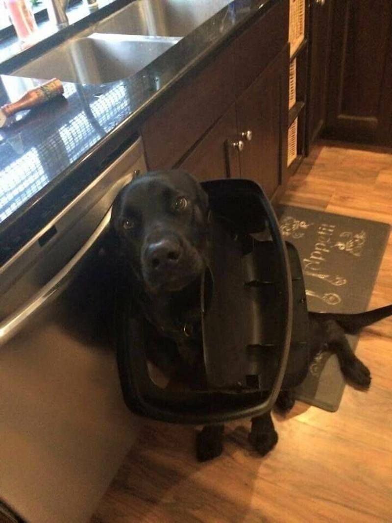 Gewoon een verzameling hilarische foto's #1786