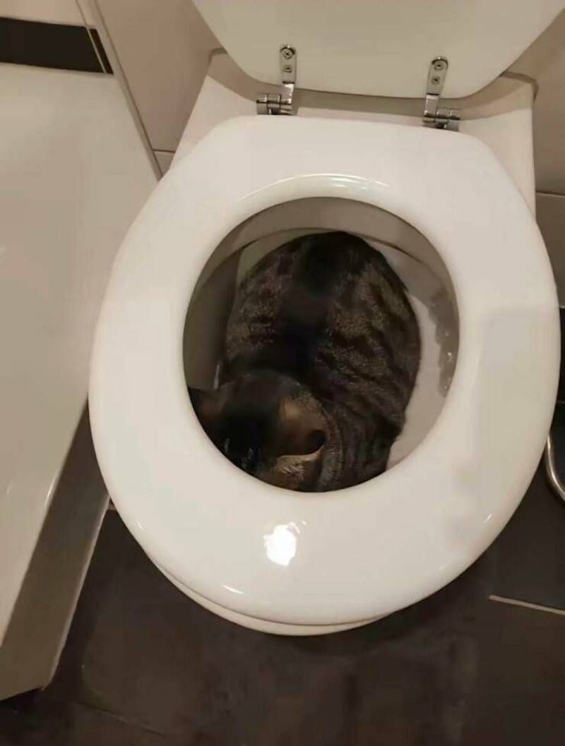 Gewoon een verzameling hilarische foto's #1782