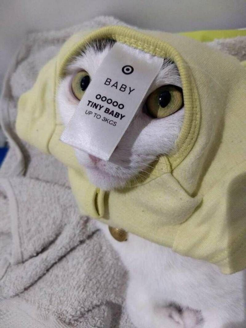 Gewoon een verzameling hilarische foto's #1783