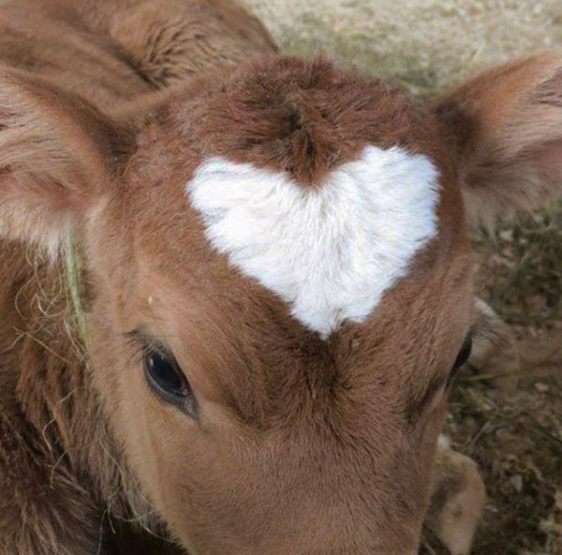 Gewoon een verzameling hilarische foto's #1782