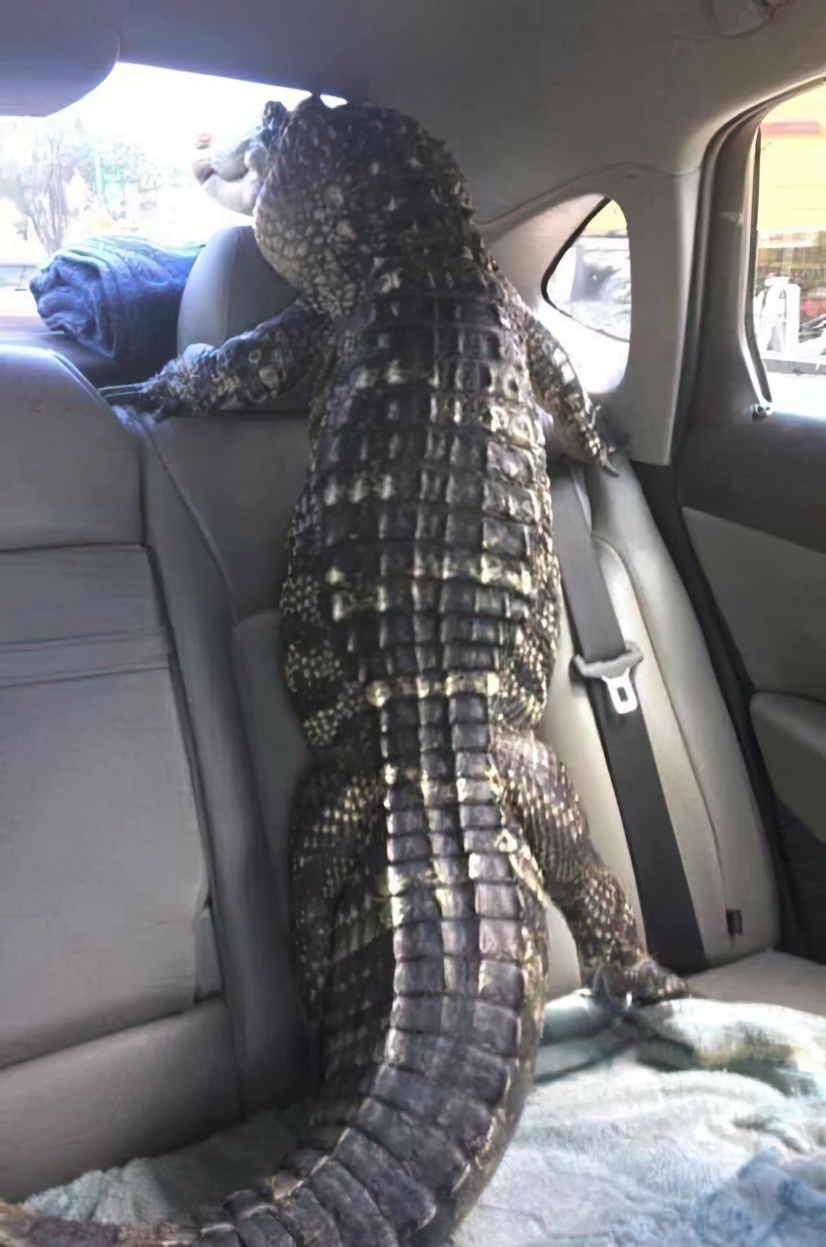 Gewoon een verzameling hilarische foto's #1794