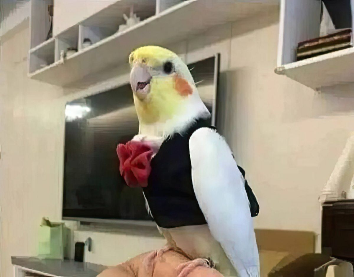 Gewoon een verzameling hilarische foto's #1794