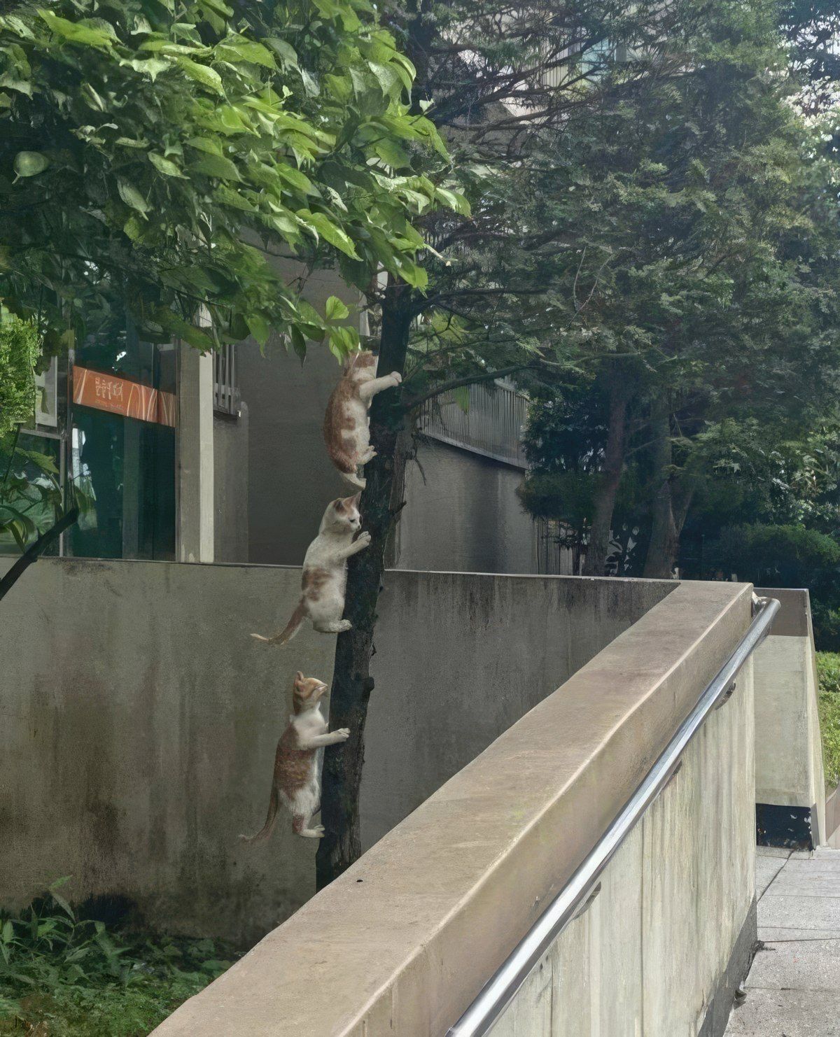 Gewoon een verzameling hilarische foto's #1799