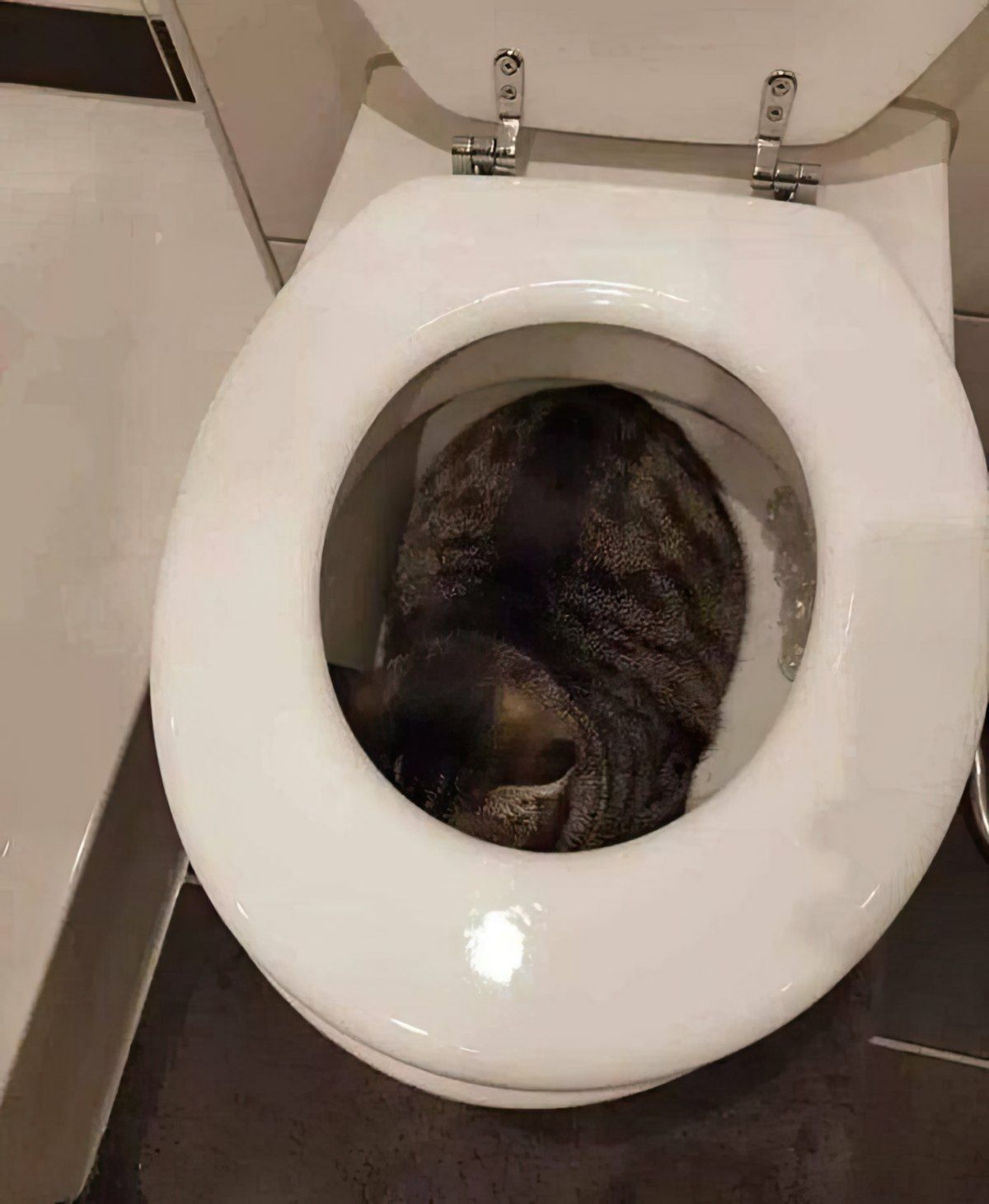 Gewoon een verzameling hilarische foto's #1799