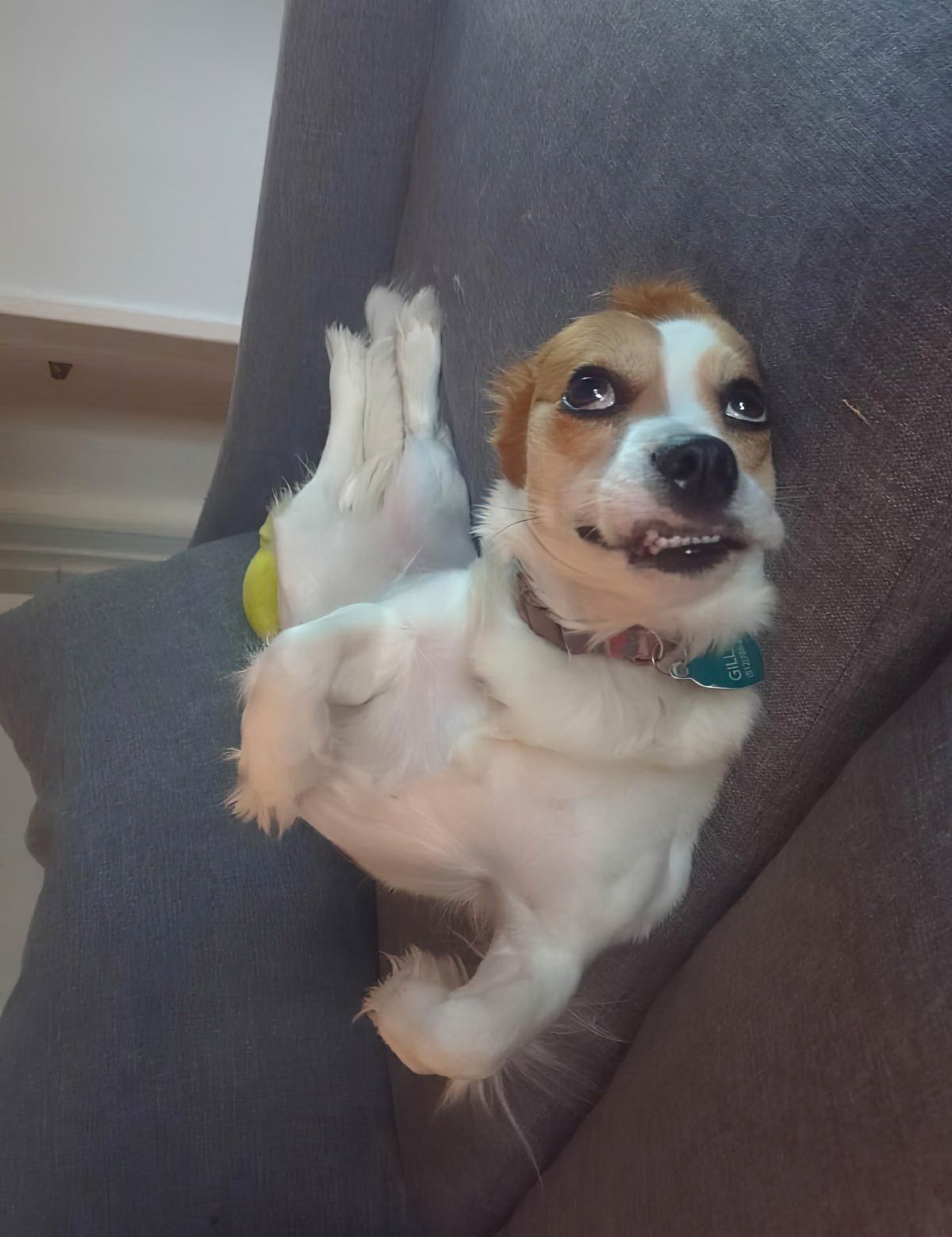 Gewoon een verzameling hilarische foto's #1799