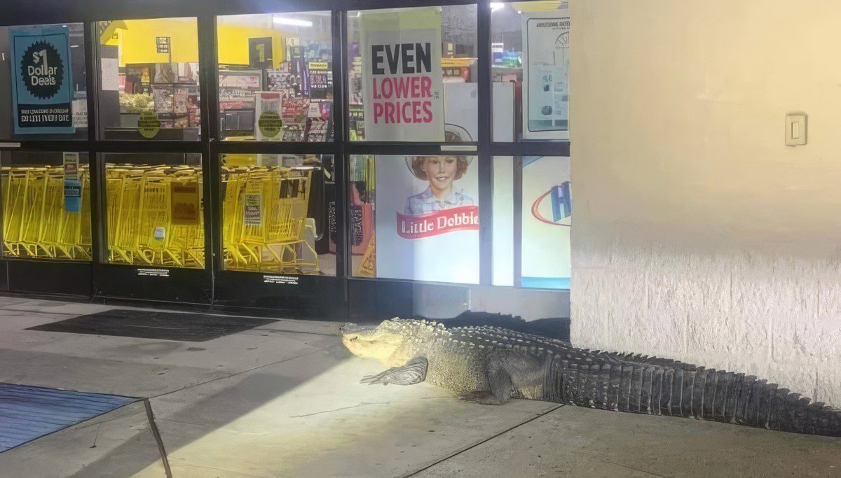 Gewoon een verzameling hilarische foto's #1801