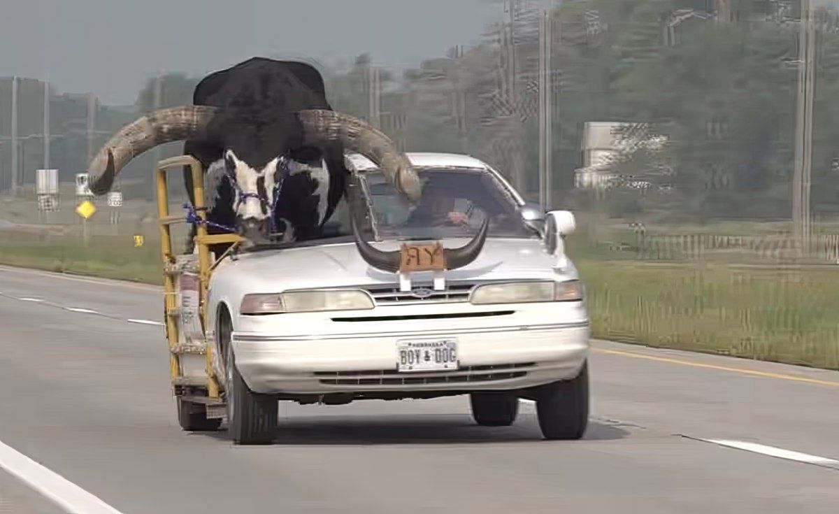 Gewoon een verzameling hilarische foto's #1801