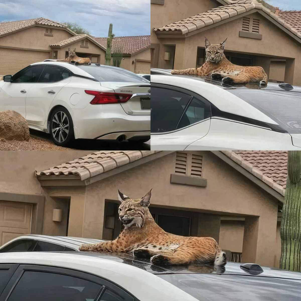 Gewoon een verzameling hilarische foto's #1802