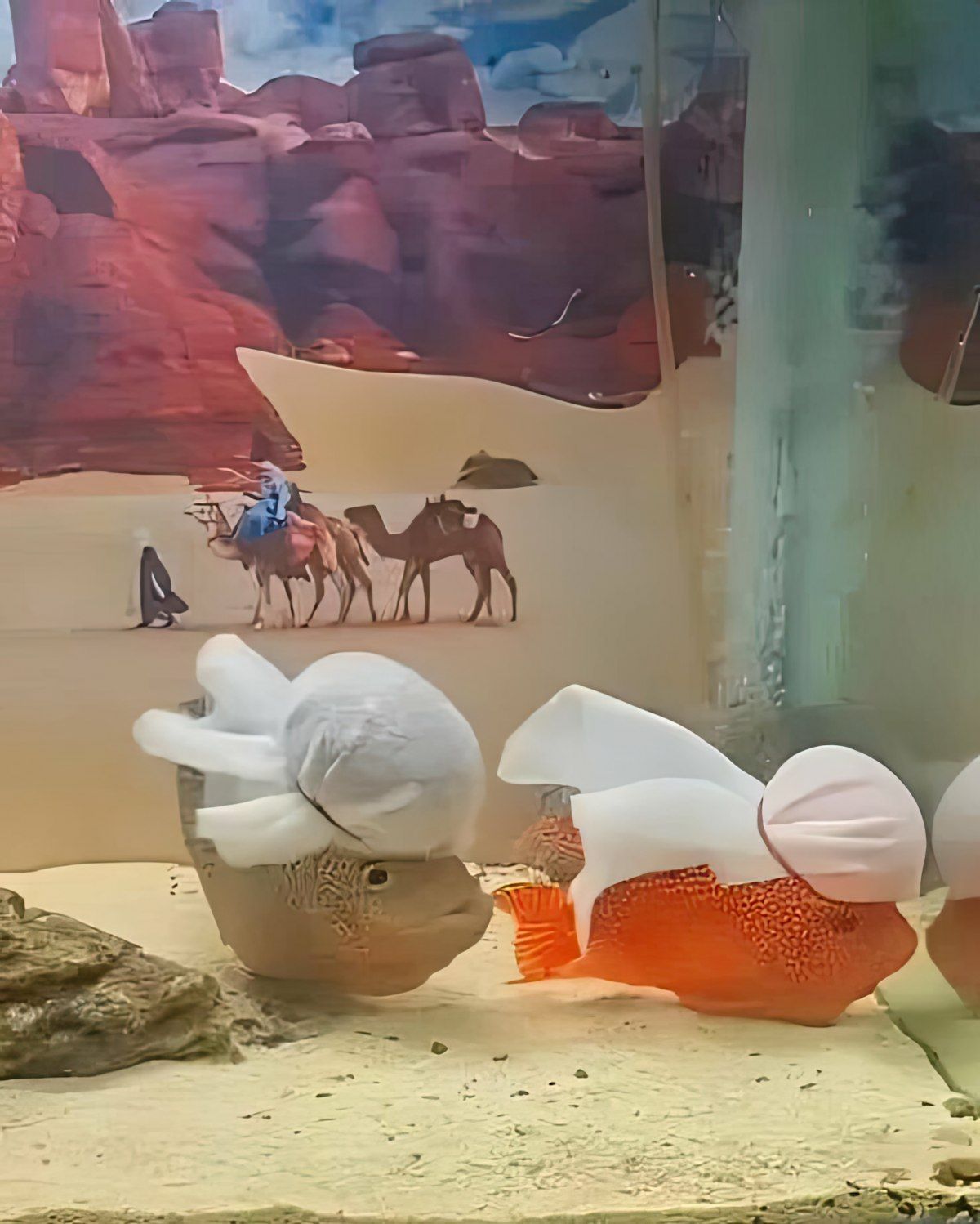 Gewoon een verzameling hilarische foto's #1803