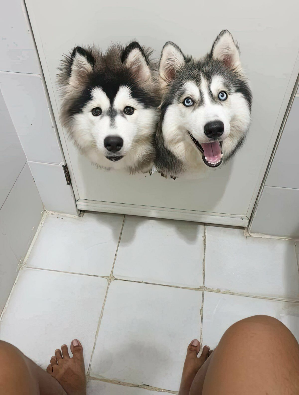 Gewoon een verzameling hilarische foto's #1820