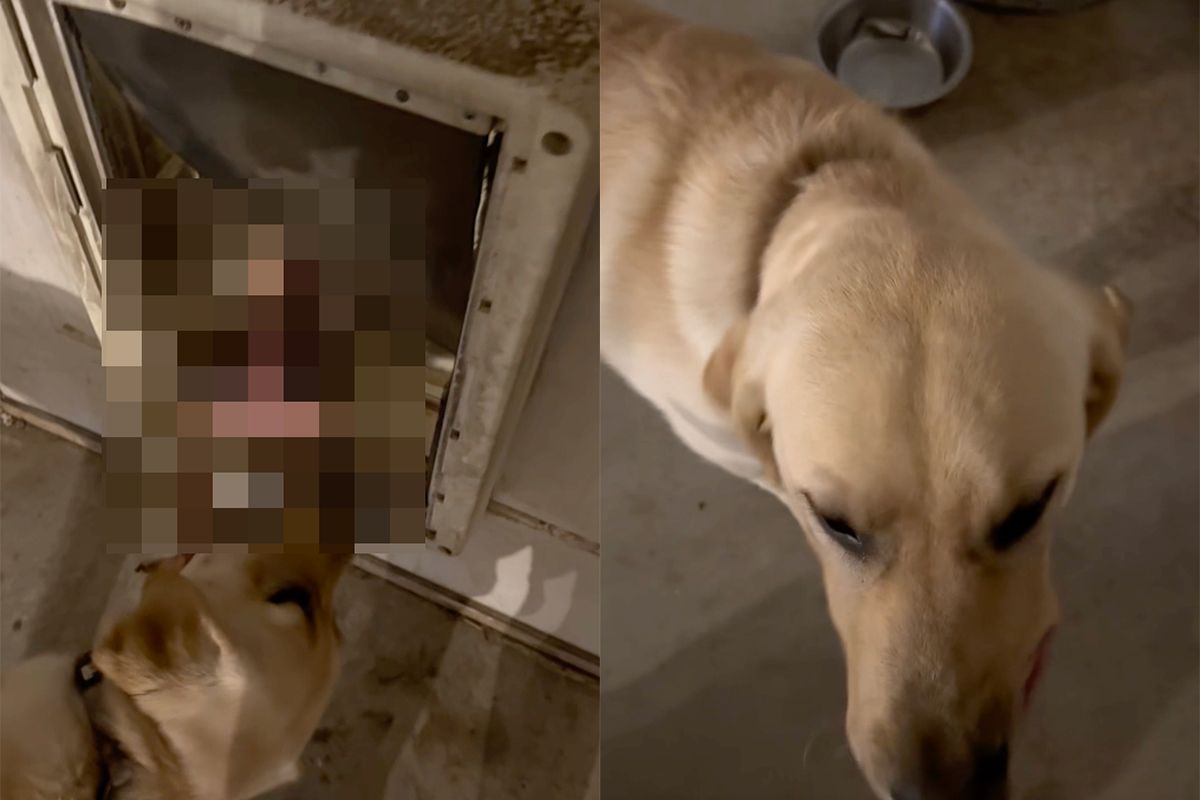 picture vk hond iets gevonden