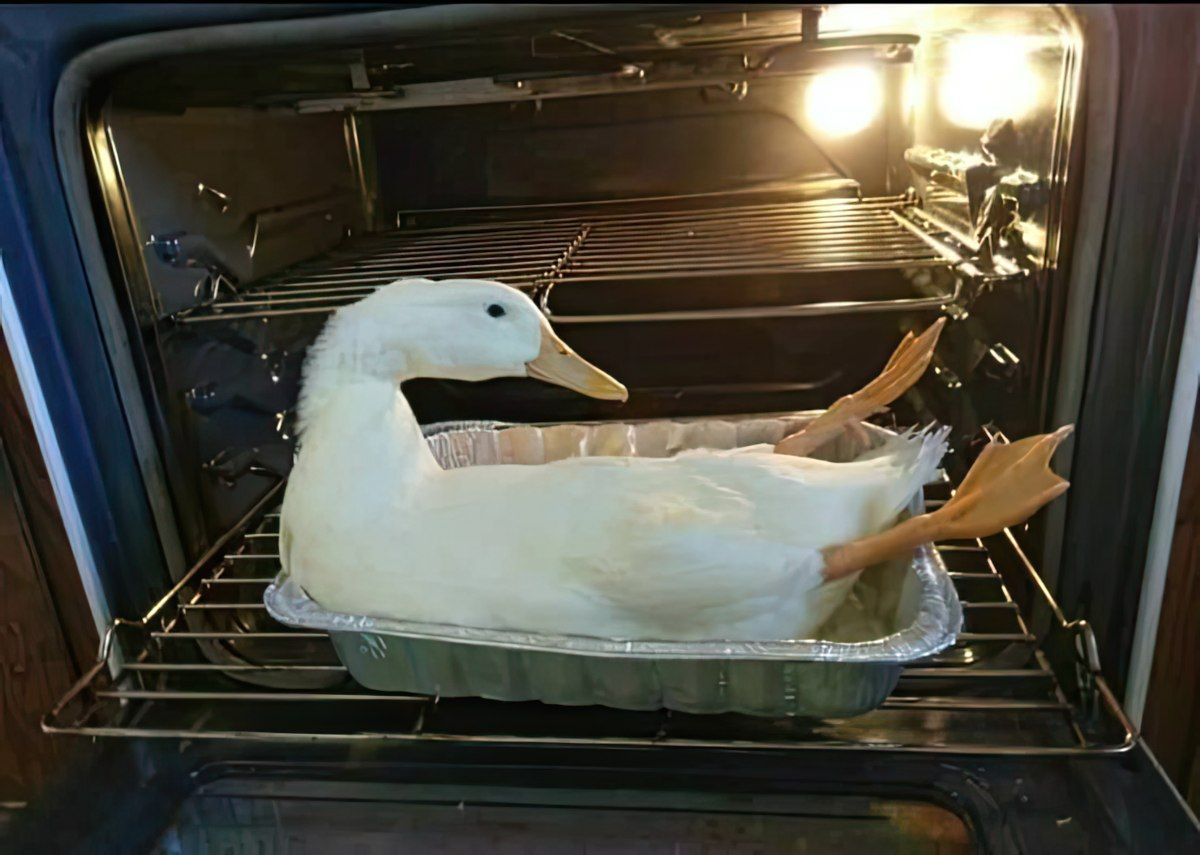 Gewoon een verzameling hilarische foto's #1839