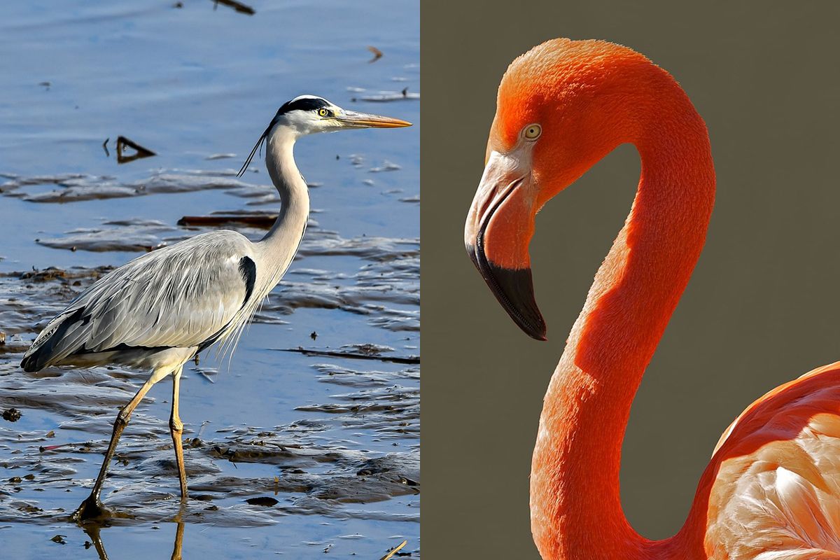 thumb vk amsterdammer belt dierenambulance voor 2 flamingos maar wait for it