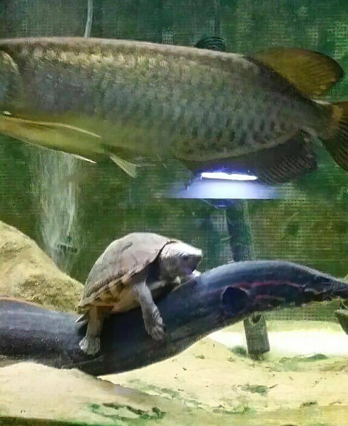 Gewoon een verzameling hilarische foto's #1841