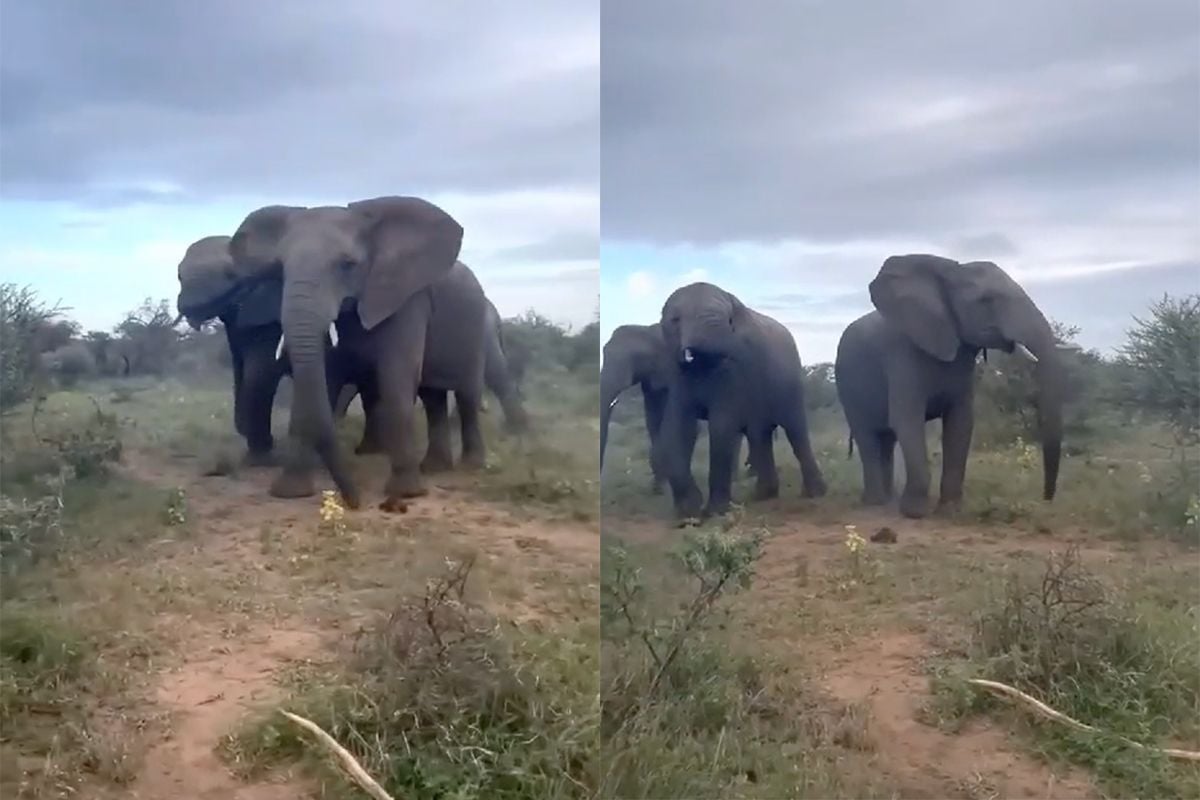 thumb vk op safari zo dichtbij komt een olifant nooit