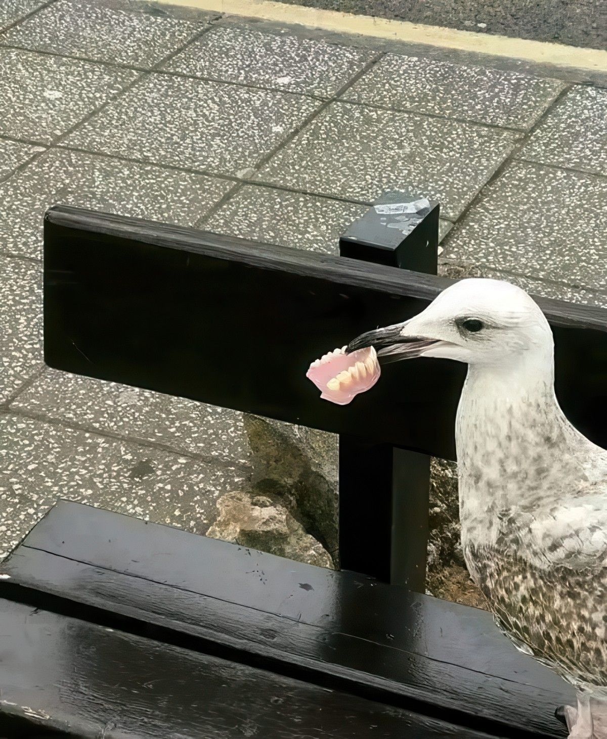 Gewoon een verzameling hilarische foto's #1936