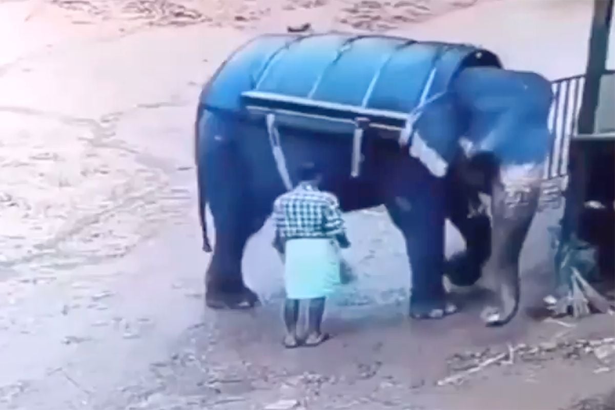 thumb vk boze olifant verplettert dierenverzorger nadat het dier met een stok is gepord