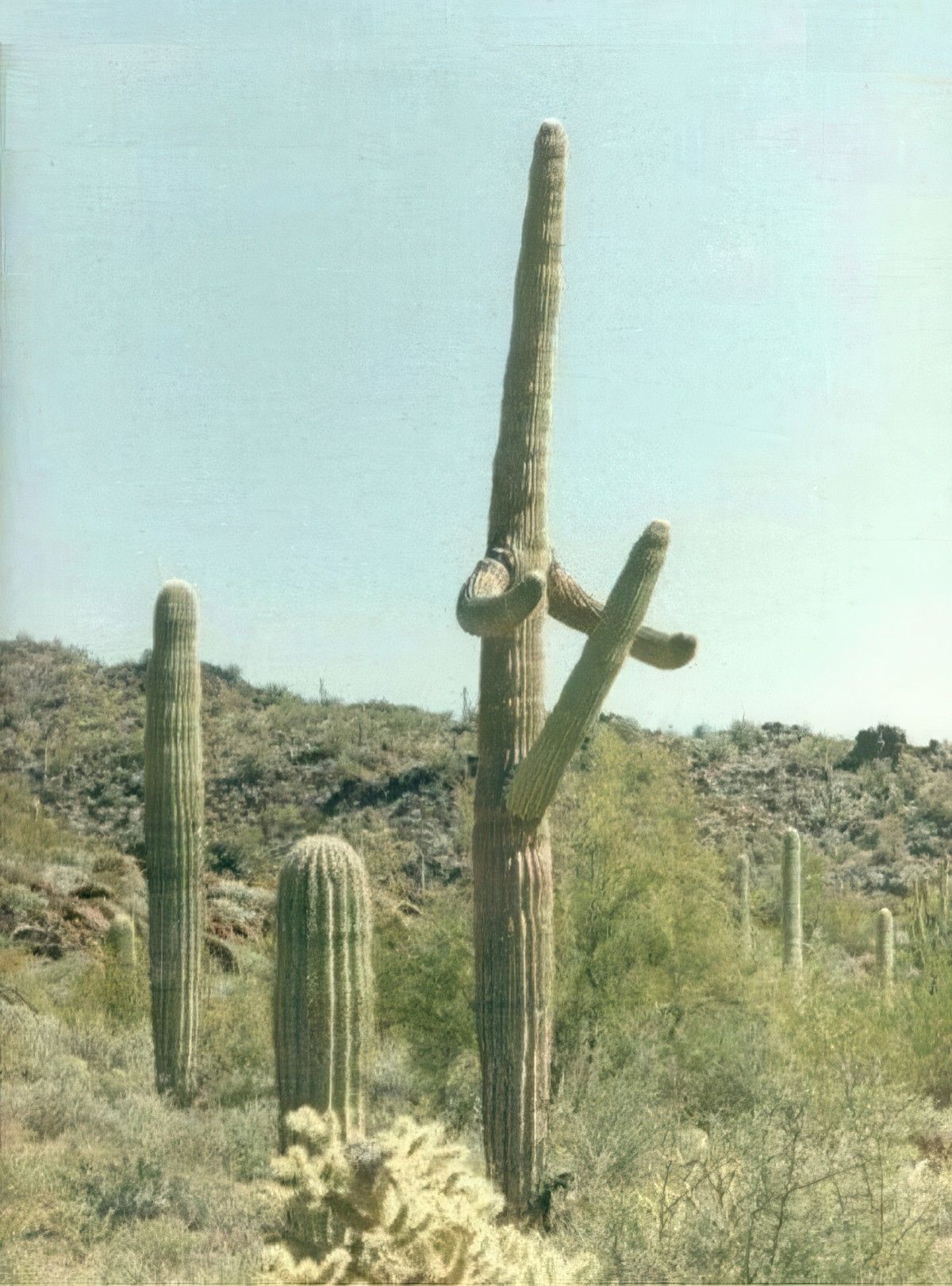 Gewoon een verzameling hilarische foto's #1993