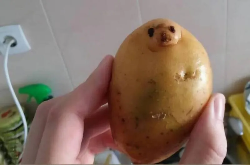 Gewoon een verzameling hilarische foto's #2059
