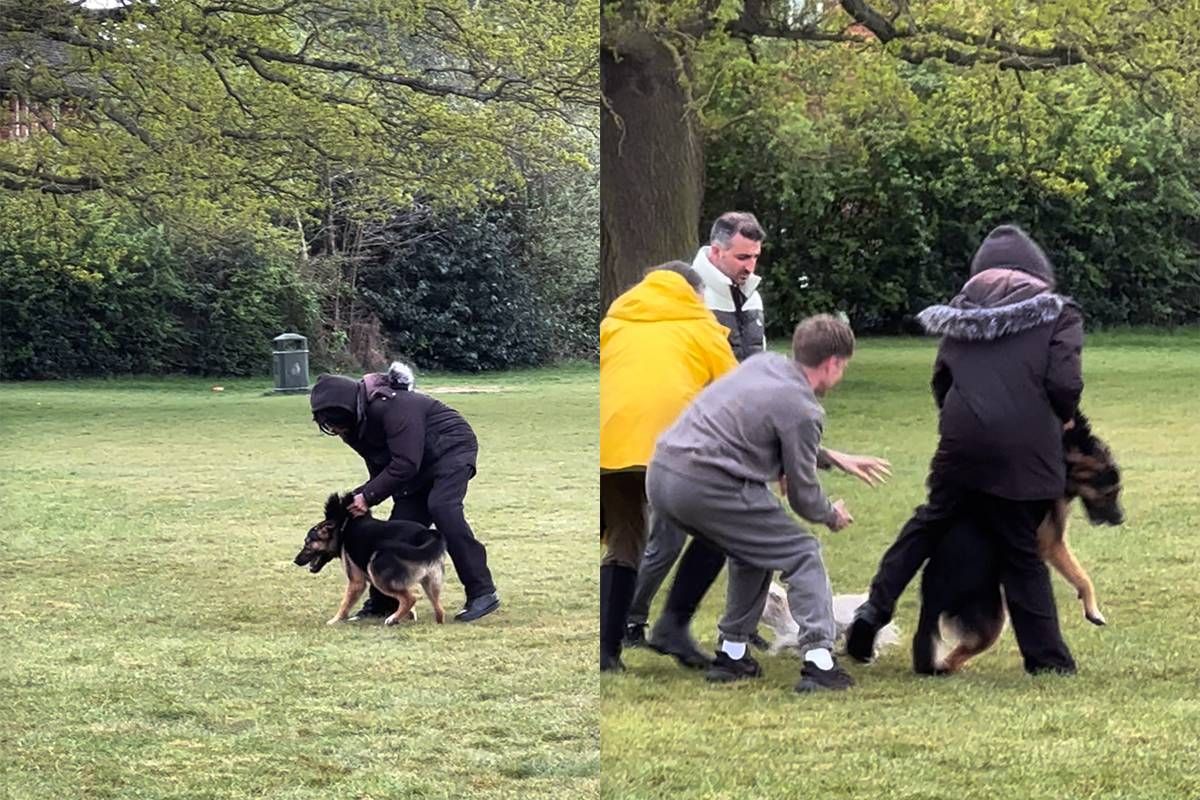 thumb vk man redt kleine hond uit aanval duitse herder door bizarre techniek in londens park letterlijk met de vinger erin