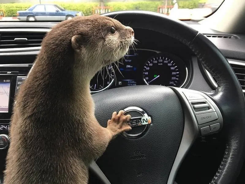 Gewoon een verzameling hilarische foto's #2065