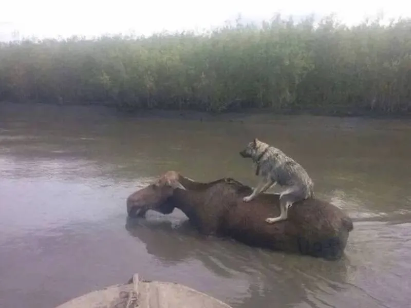 Gewoon een verzameling hilarische foto's #2062