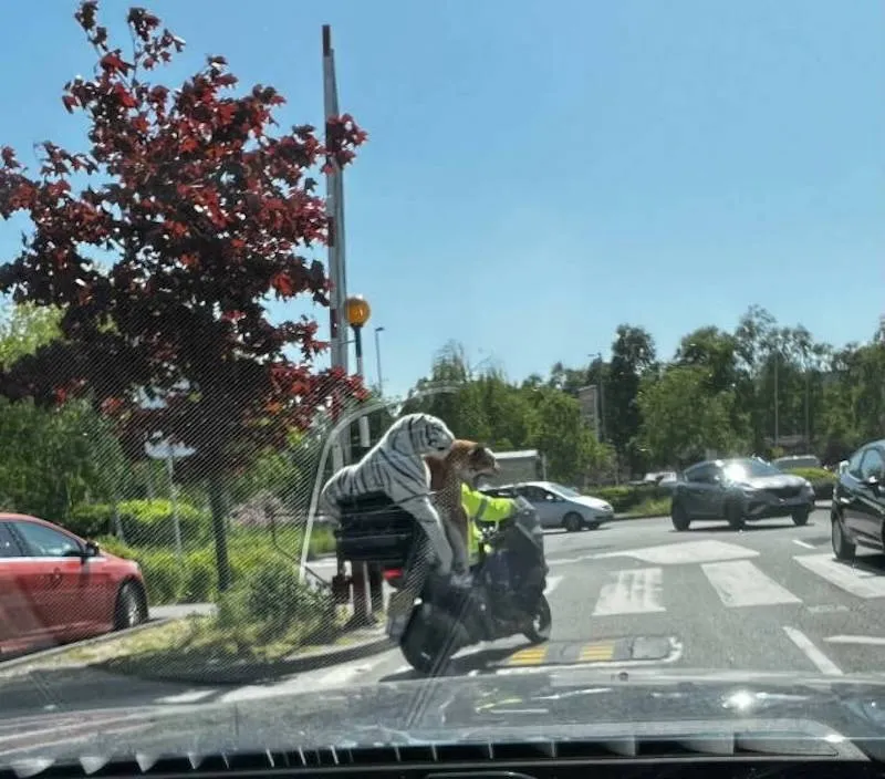 Gewoon een verzameling hilarische foto's #2065