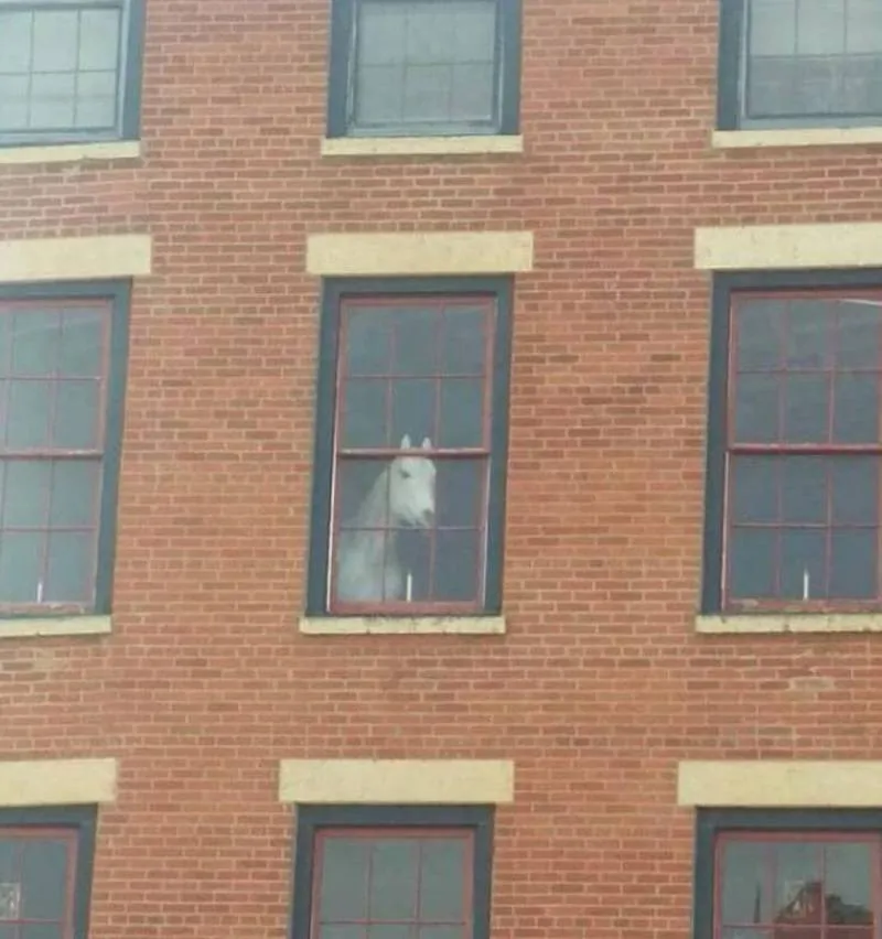 Gewoon een verzameling hilarische foto's #2063