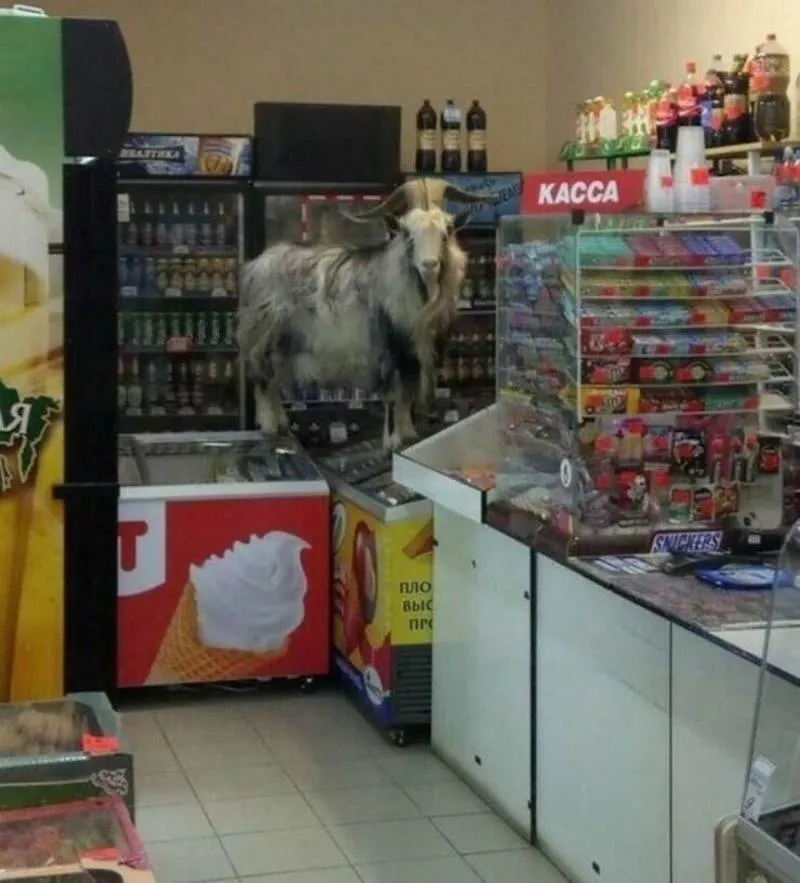 Gewoon een verzameling hilarische foto's #2063