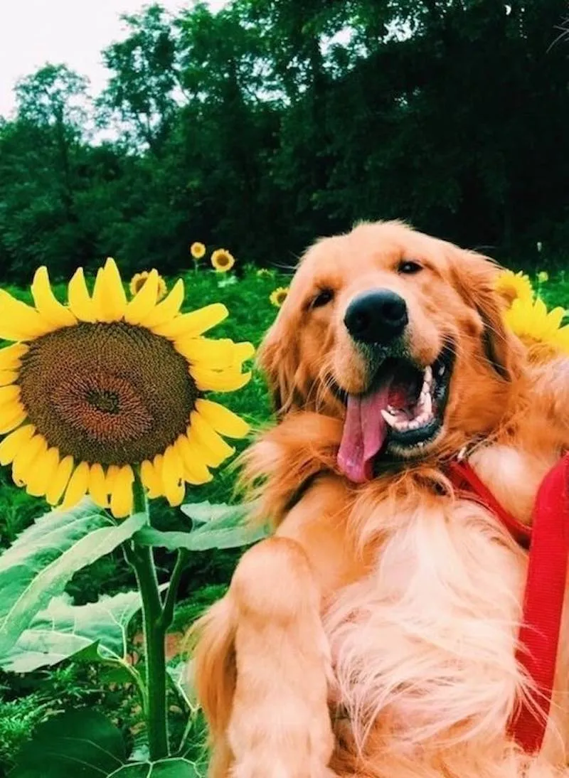 Gewoon een verzameling hilarische foto's #2062