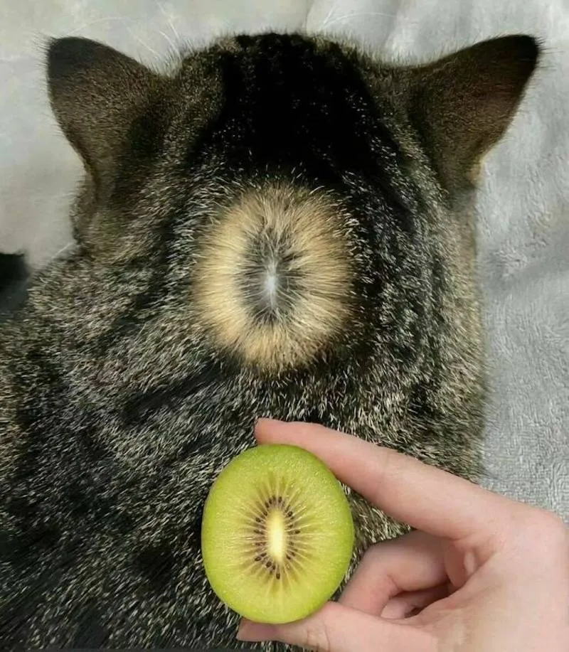 Gewoon een verzameling hilarische foto's #2063