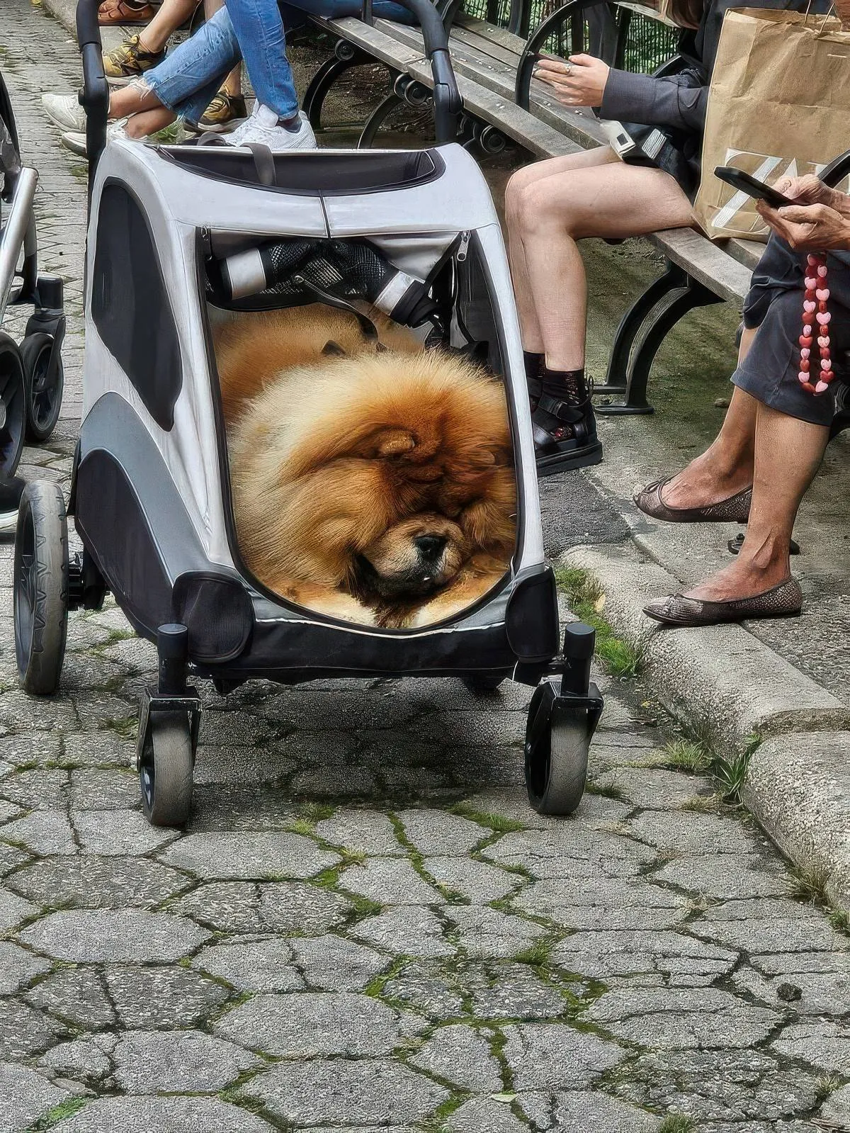 Gewoon een verzameling hilarische foto's #2066