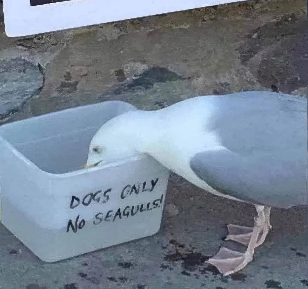Gewoon een verzameling hilarische foto's #2067