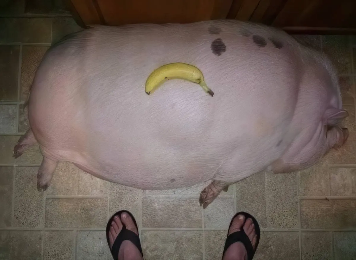 Gewoon een verzameling hilarische foto's #2070