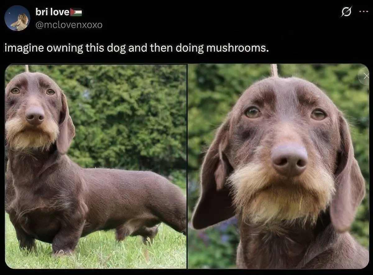 Gewoon een verzameling hilarische foto's #2071