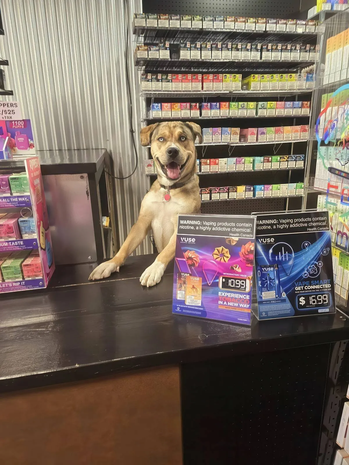 Gewoon een verzameling hilarische foto's #2073