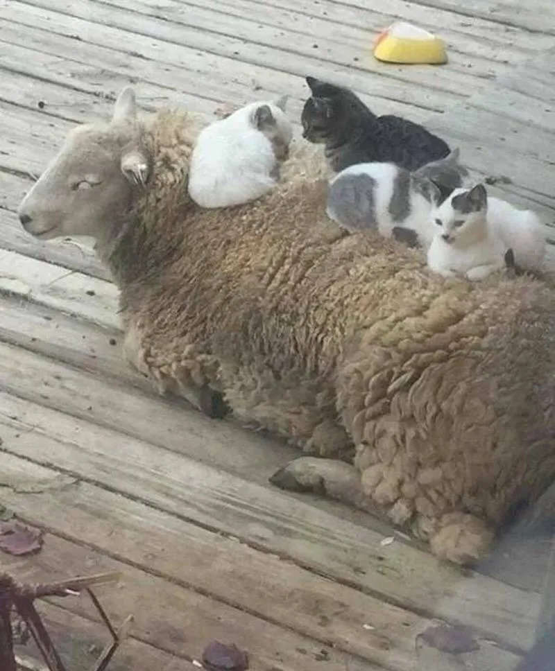 Gewoon een verzameling hilarische foto's #2083