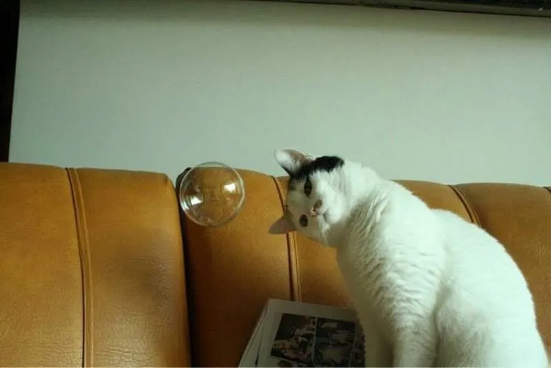 Gewoon een verzameling hilarische foto's #2083