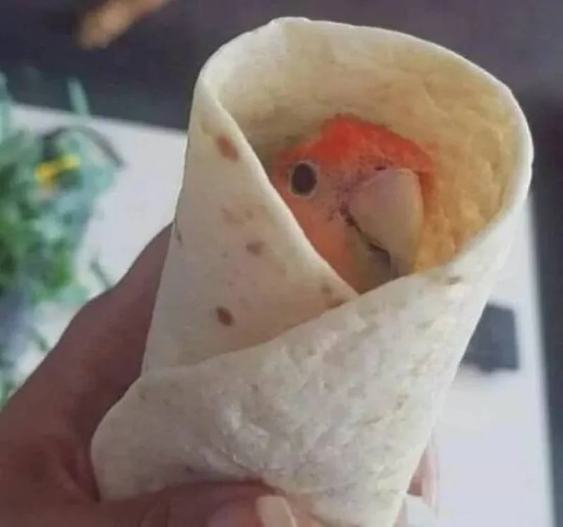 Gewoon een verzameling hilarische foto's #2083