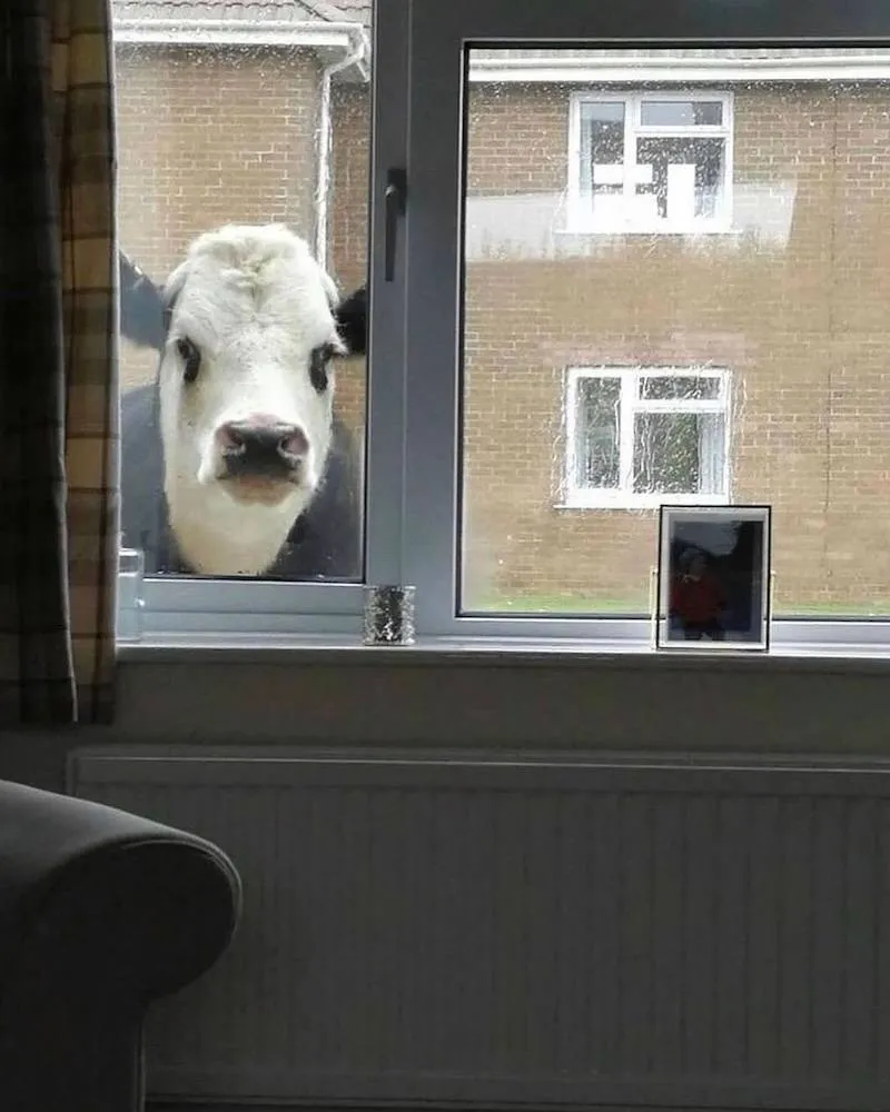 Gewoon een verzameling hilarische foto's #2083