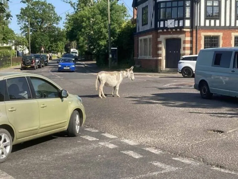 Gewoon een verzameling hilarische foto's #2083